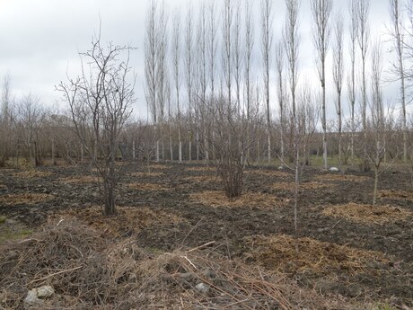 3 otaqlı ev / villa - Xudat - 200 m²