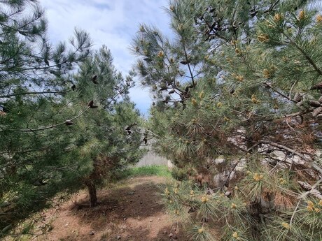 Həyət evi/Bağ evi - Sabunçu r. - 450 m²