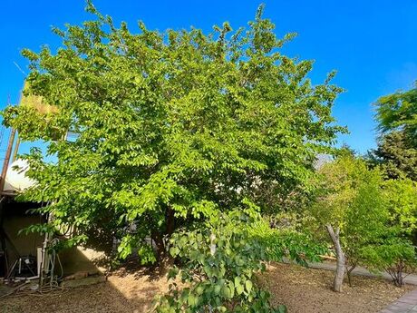 Elan №3904377 - Bakı, Mərdəkan q., 10 sot