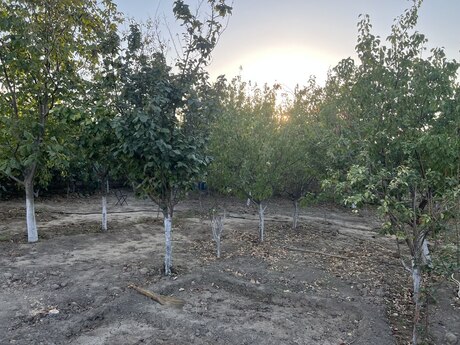 Həyət evi/Bağ evi - Görədil q. - 200 m²