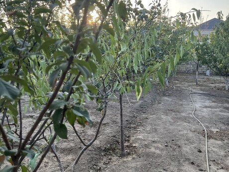 Həyət evi/Bağ evi - Görədil q. - 200 m²