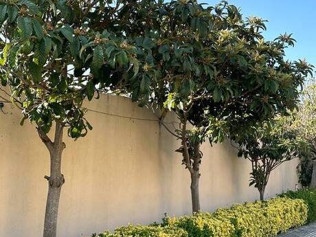 10 otaqlı həyət evi/bağ evi - Badamdar q. - 800 m²