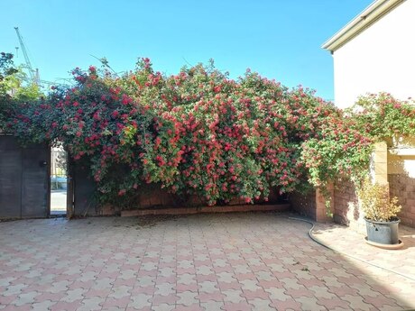 6 otaqlı həyət evi/bağ evi - Masazır q. - 360 m²