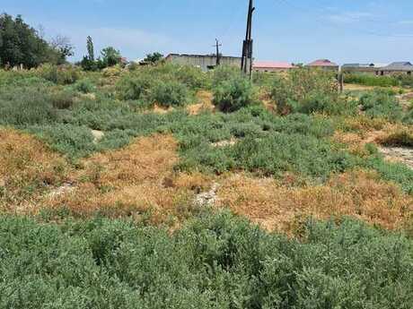 Torpaq - Ələt q. - 100 sot