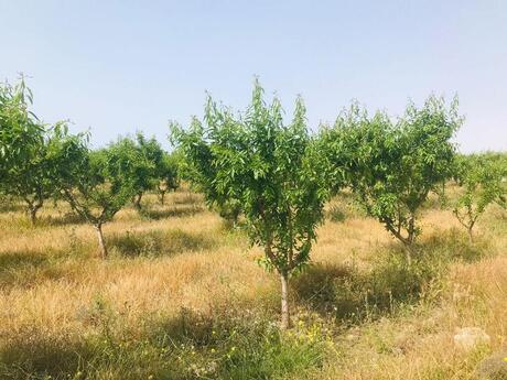 Участок - пос. Гала - 100 сот