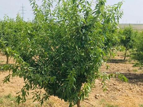 Участок - пос. Гала - 100 сот