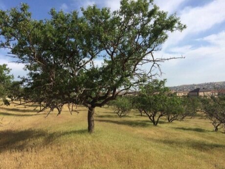 Объявление №4593712 - Баку, пос. Масазыр, 37 сот