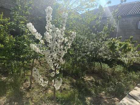 9 otaqlı həyət evi, 250 m², Yasamal: 400 000 ₼ 5