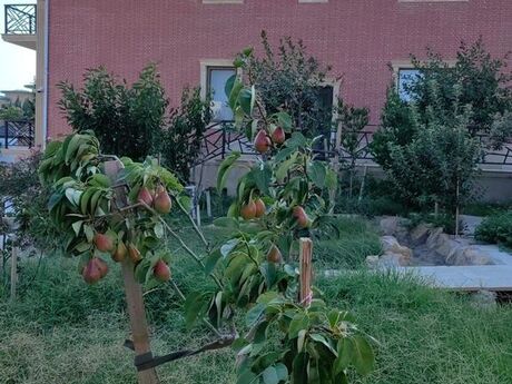 7 otaqlı həyət evi, 650 m², Badamdar: 1 300 000 ₼ 5