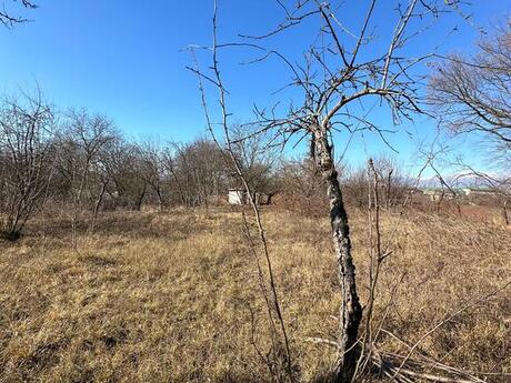 Участок - Габала - 155 сот