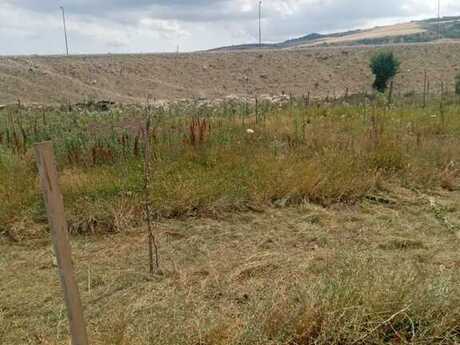 Torpaq - Şamaxı - 12 sot