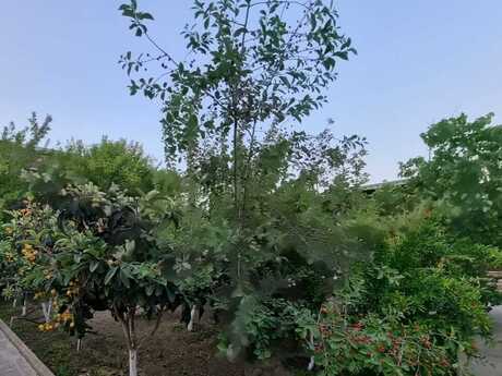 5 otaqlı həyət evi/bağ evi - Şüvəlan q. - 600 m²