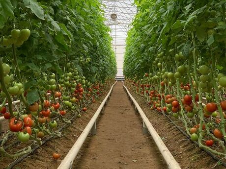 Elan №4985657 - Bakı, Zirə q., 74000 m²