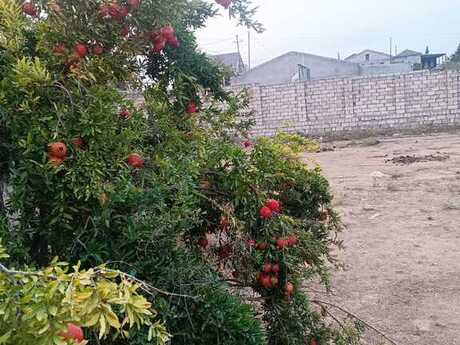 Участок - пос. Бузовна - 46 сот