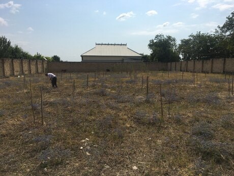 Torpaq - Şamaxı - 19 sot