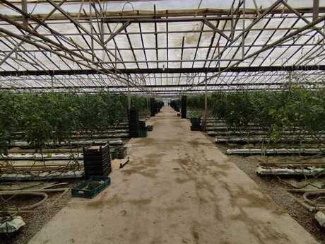 Obyekt - Türkan q. - 220000 m²