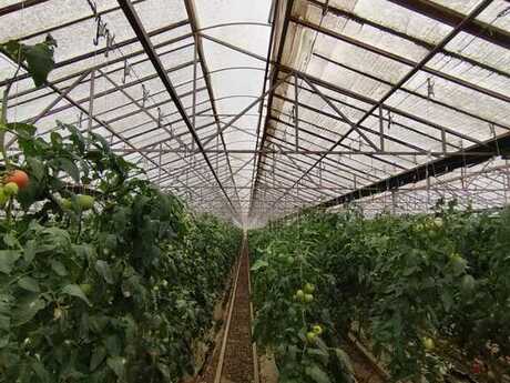 Elan №5092234 - Bakı, Türkan q., 220000 m²