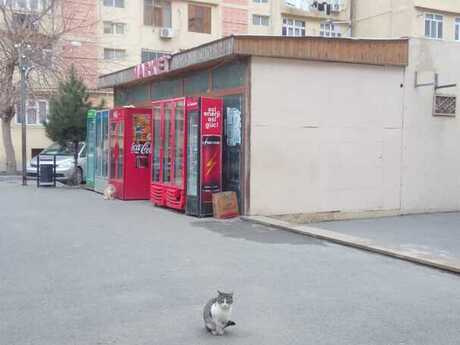Obyekt - Yeni Yasamal q. - 70 m²