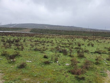 Torpaq - Zabrat q. - 30 sot