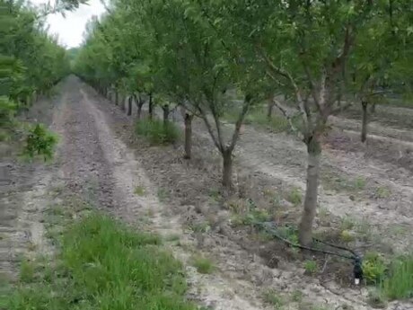 Elan №5174981 - Xaçmaz, Xaçmaz, 2000 sot