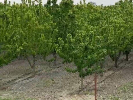 Torpaq - Xaçmaz - 2000 sot