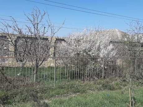 7 otaqlı həyət evi/bağ evi - Xaçmaz - 700 m²