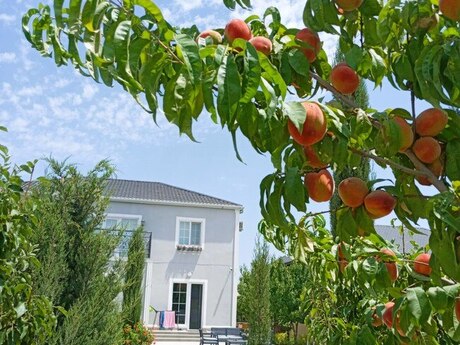 5 otaqlı həyət evi/bağ evi - Qala q. - 280 m²