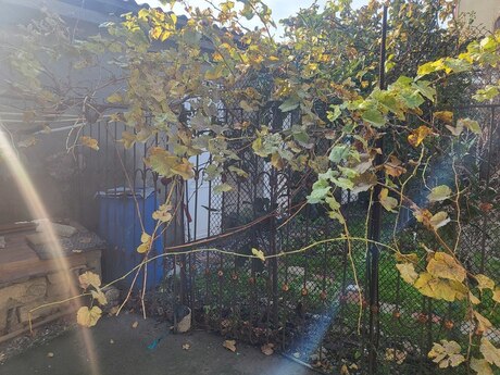 4 otaqlı həyət evi/bağ evi - NZS q. - 113 m²