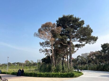4 otaqlı yeni tikili - Nəsimi r. - 149 m²