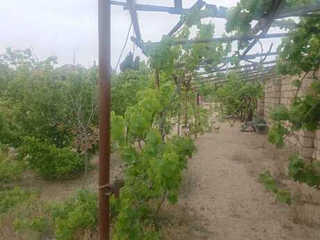 Torpaq - Novxanı q. - 6 sot