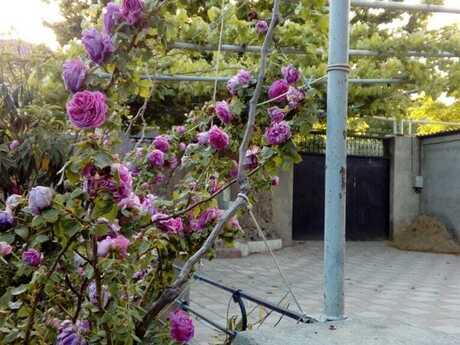 5 otaqlı həyət evi, 250 m², Biləcəri: 350 000 ₼ 5