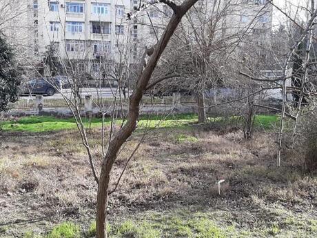 Elan №5256520 - Bakı, Xalqlar Dostluğu m., 3 otaqlı, 82 m², 1/5 mərtəbə
