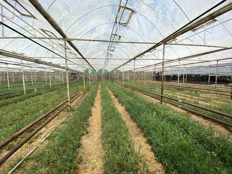Obyekt - Türkan q. - 6500 m²