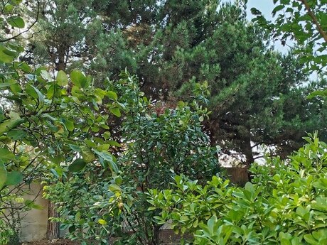 8 otaqlı həyət evi/bağ evi - Novxanı q. - 480 m²
