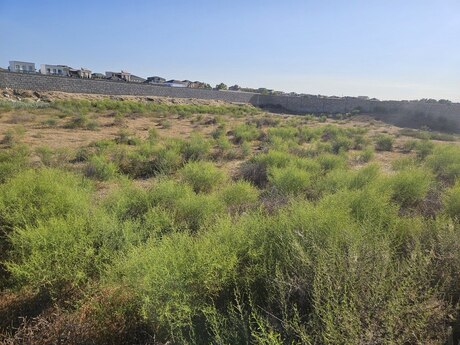 Объявление №5307137 - Баку, пос. Шувеляны, 24 сот