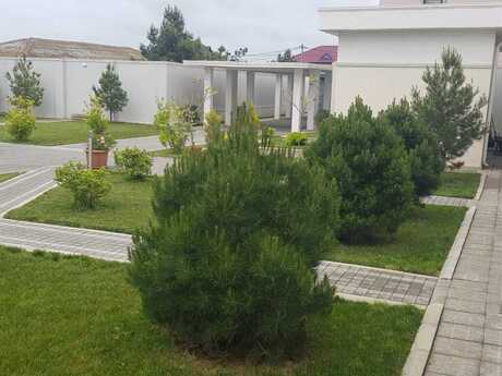 7 otaqlı həyət evi/bağ evi - Buzovna q. - 330 m²
