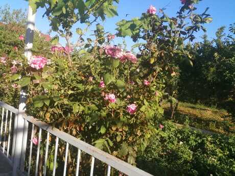 4 otaqlı həyət evi, 130 m², Buzovna: 310 000 ₼ 5