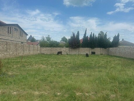 Torpaq - Buzovna q. - 9.5 sot