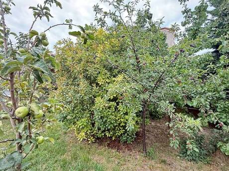 5 otaqlı həyət evi/bağ evi - Mərdəkan q. - 250 m²