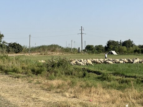 Объявление №5407765 - Бейлаган, Бейлаган, 7000 сот