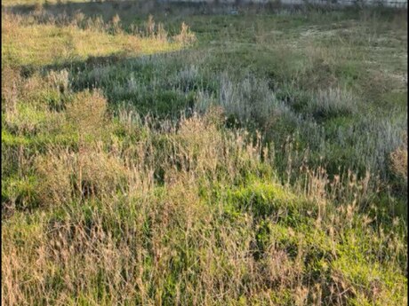 Torpaq - Maştağa q. - 28.7 sot