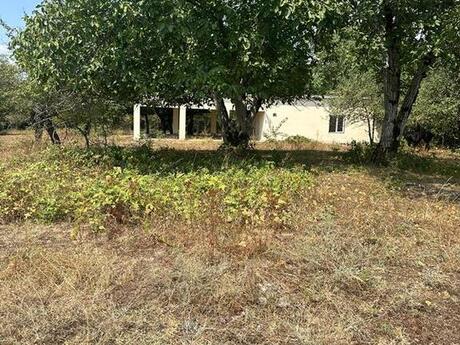 Elan №5429639 - Qəbələ, Qəbələ, 500 sot