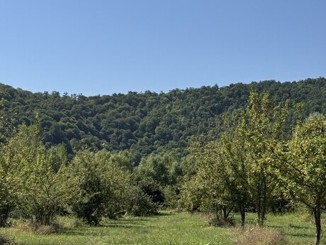 Elan №5457315 - Qəbələ, Qəbələ, 105 sot