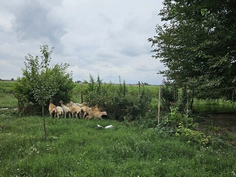 Obyekt - Beyləqan - 3000 m²