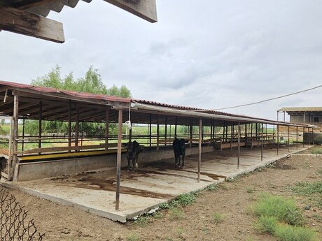 Obyekt - Beyləqan - 3000 m²