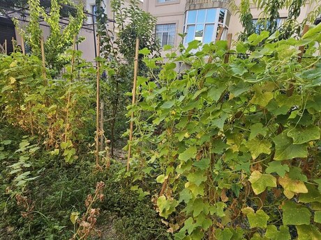 6 otaqlı həyət evi/bağ evi - Azadlıq Prospekti m. - 315 m²