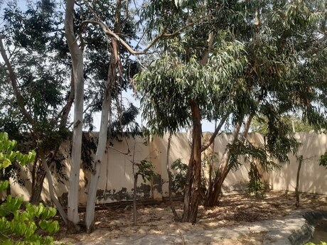 5 otaqlı həyət evi/bağ evi - Fatmayı q. - 200 m²