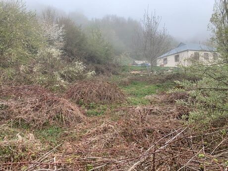 Elan №5525882 - Şamaxı, Şamaxı, 12 sot