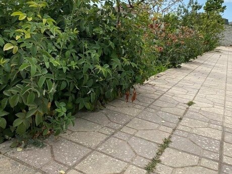 3 otaqlı həyət evi/bağ evi - Bilgəh q. - 140 m²