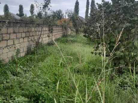 Объявление №5562702 - Габала, Габала, 40 сот